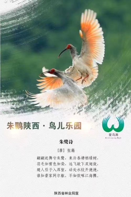 朱鹮陕西鸟儿乐园陕西省开展第39届爱鸟周宣传活动