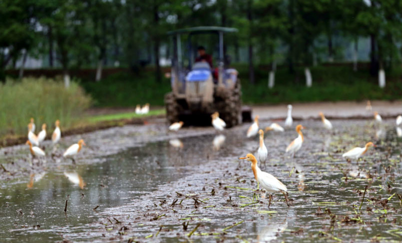 万安县：白鹭翩翩伴春耕