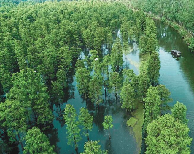 来安池杉湖国家湿地公园航拍