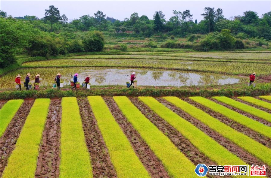 开展春季粮食生产工作,农技人员指导农民投入早稻生产,进行春播春种