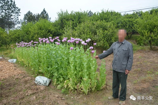 非法种植罂粟307株 南丰县一村民被行政拘留10日