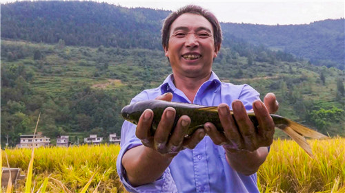 彭水：改变传统农作方式 龟池稻米焕发新活力