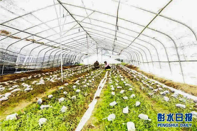 彭水gdp_2019年一季度重庆各区县GDP排名(3)