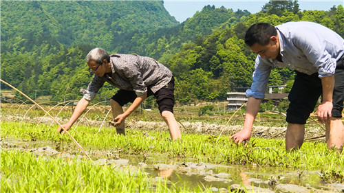 彭水：改变传统农作方式 龟池稻米焕发新活力
