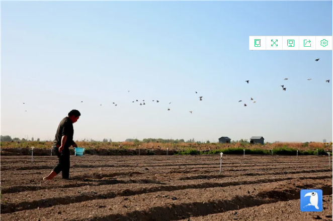芒种将至,甘肃张掖市甘州区城郊粤港澳蔬菜基地,工人们正在撒种间苗。(张掖市纪委监委选送 杨永伟 摄)