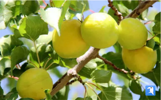 压架藤花重团枝杏子稠敦煌市月牙泉镇的李广杏 (酒泉市纪委监委选送 武祎 摄)