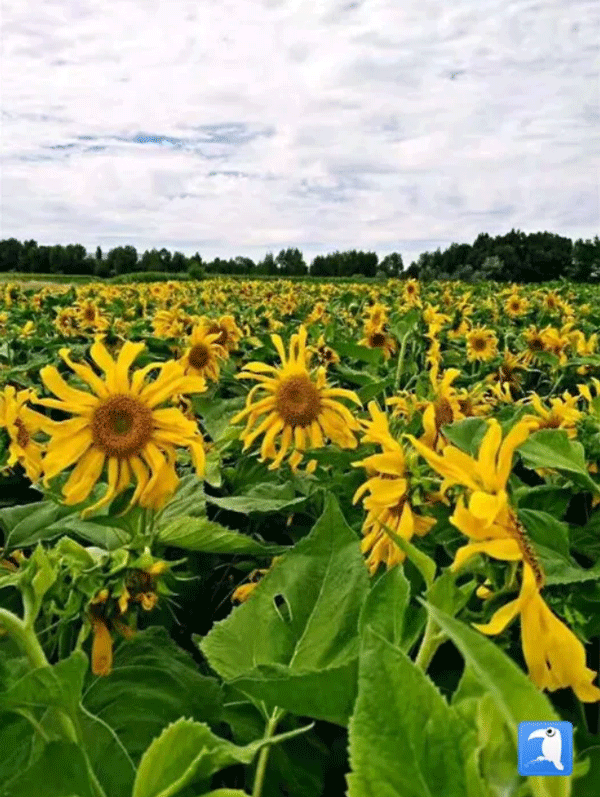 酒泉市肃州区上坝镇向日葵制种基地 (酒泉市纪委监委选送 王薇 摄)