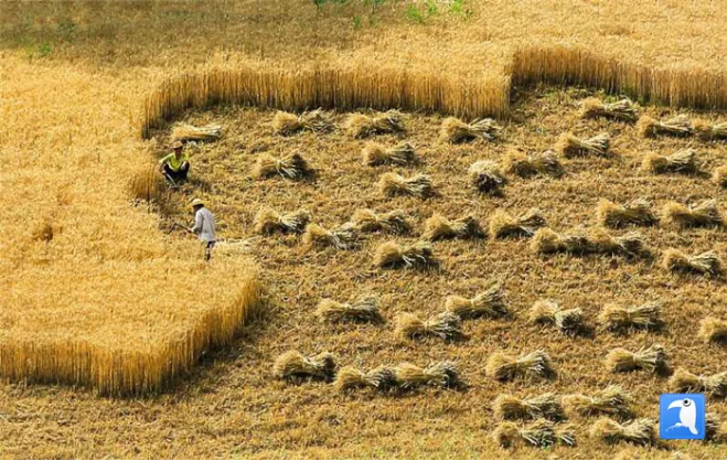 陇南市武都区角弓镇农民忙着收割小麦 (陇南市纪委监委选送 冉创昌 摄)
