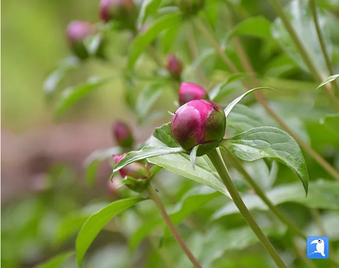 芍药绽红绡,巴篱织青琐。兰州市植物园含苞待放的芍药。(杨恒 摄)