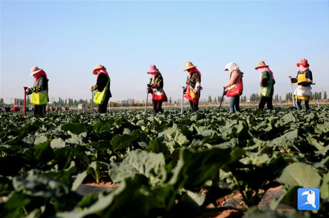 张掖市甘州区城郊粤港澳蔬菜基地上,工人们正在进行蔬菜追肥作业。(张掖市纪委监委选送 杨永伟 摄)
