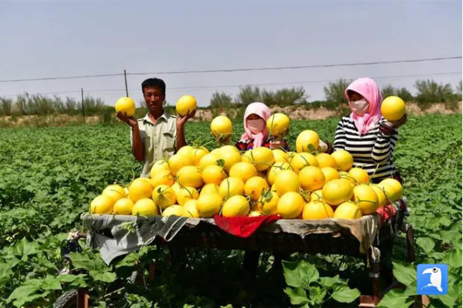 武威市民勤县金红宝瓜赛蜜甜 (武威市纪委监委选送 陈剑峰 摄)
