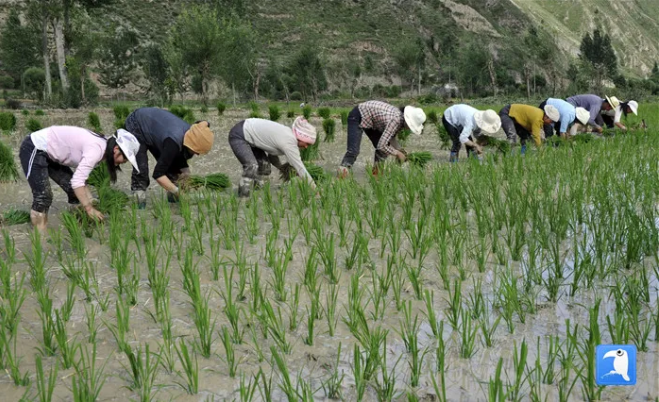 农忙时节,陇南市中寨镇农民正在插秧。(陇南市纪委监委选送 冉创昌 摄)