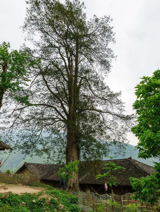 紫云的天翻地覆_湖南频道_凤凰网