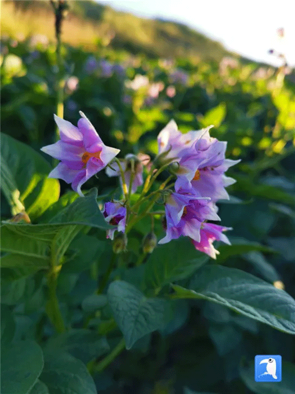 洋芋花开赛牡丹定西市临洮县太石镇后地湾村 (定西市纪委监委选送 符缨琦 摄)