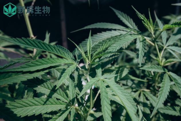 新麻生物2020年度工业大麻种植计划正式启程