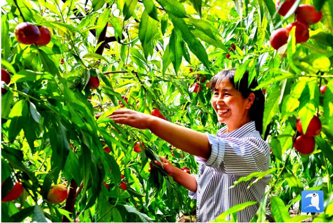 金昌市永昌县六坝镇蔬菜园区油桃大棚里,挂满了红润光鲜的果子,果农笑逐颜开。(金昌市纪委监委选送 吕兆 摄)