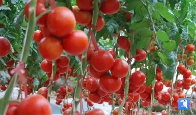 一片灿烂红酒泉市肃州区铧尖镇温室内丰收的西红柿 (酒泉市纪委监委选送 潘丽琴 摄)