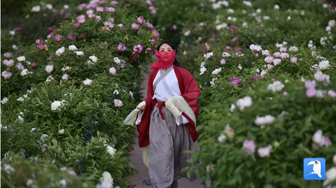 定西市临洮县曹家坪牡丹园内“ 牡丹仙子”翩跹而来 (定西市纪委监委选送 边国鹏 摄)
