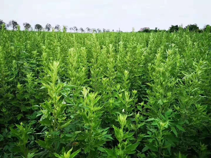 宜黄属亚热带湿润季风区,艾草资源丰富,田地,荒山均适宜艾草种植.