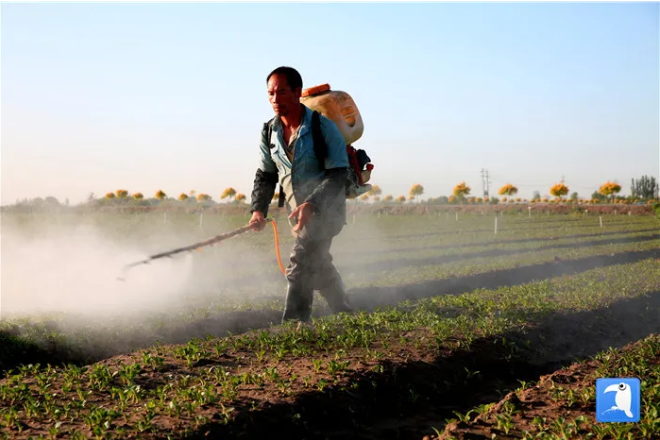 张掖市甘州区城郊粤港澳蔬菜基地上,工人们正在进行蔬菜除草作业。(张掖市纪委监委选送 杨永伟 摄)