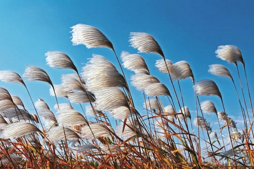 荻花秋韵
