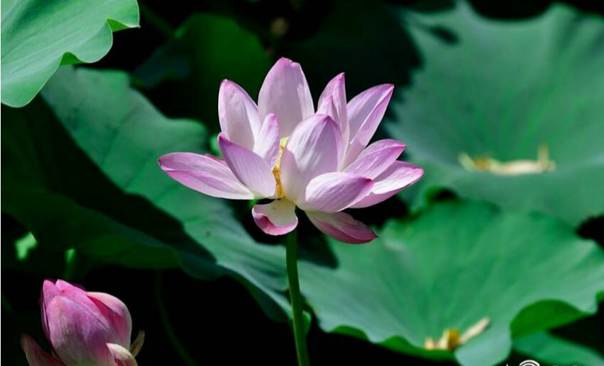 大明湖畔的“夏雨荷”开了