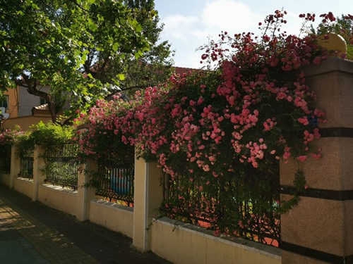 凤凰网青岛专栏 | 晓瑀：市井巷陌的青岛