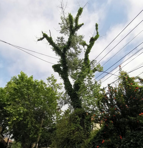 凤凰网青岛专栏 | 晓瑀：市井巷陌的青岛