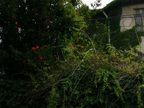 凤凰网青岛专栏 | 晓瑀：市井巷陌的青岛