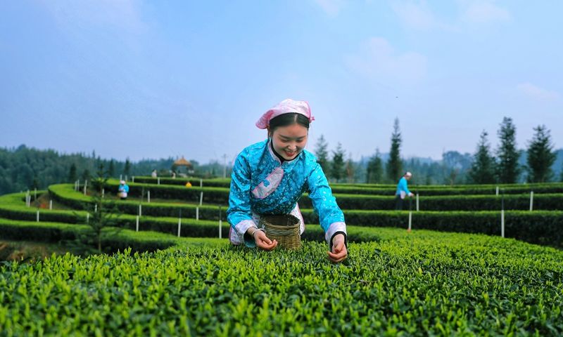 四川茶叶排行_四川“茶叶十强县”:泸州纳溪上榜