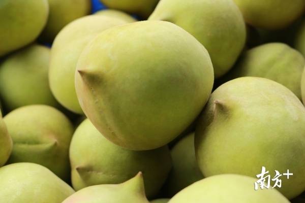 蜜桃|鹰嘴蜜桃文化节17日南山举行 河源优质农产品亮相深圳