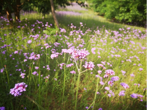 永阳公园马鞭草进入盛花期 呈现梦幻紫色花海