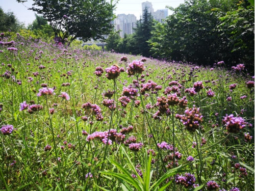 永阳公园马鞭草进入盛花期 呈现梦幻紫色花海