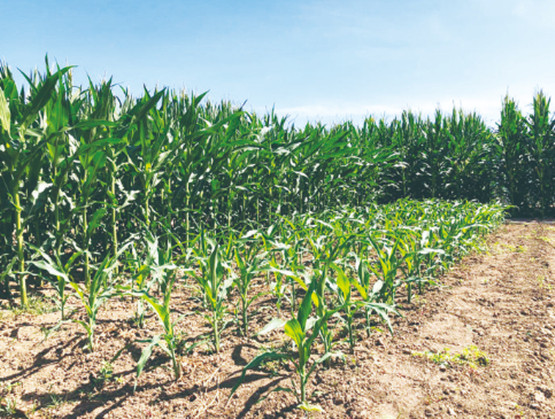 长春新区重点企业巡礼——长春盖尔瑞孚艾斯曼汽车零部件有限公司：发展无止境创新勇争先