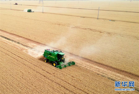 在河南省黄泛区农场九分场，收割机在麦田中作业 图/新华网