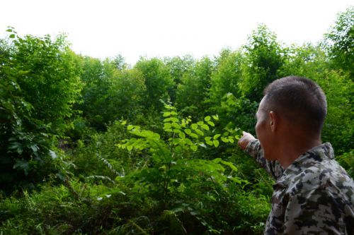 林地|广西武鸣：”鸿桉“ 合同仍在持续