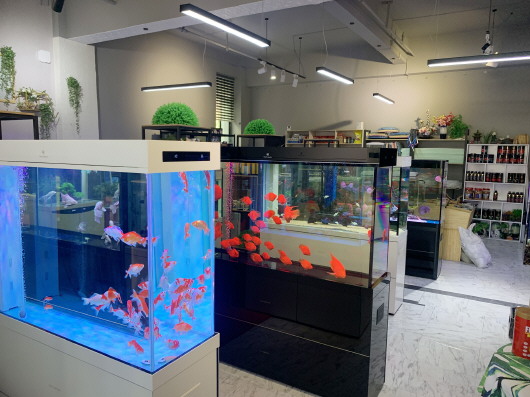 水族排行_无声无息的“水族人”,在海底深藏10年从未露面,现已被国家保护