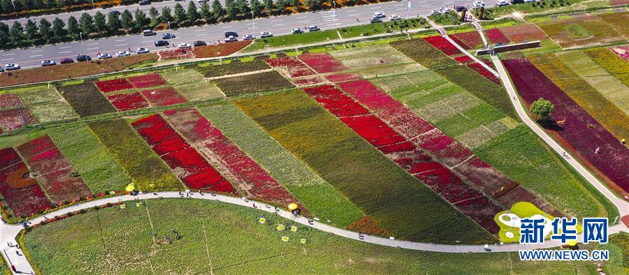 8月22日，游客在长春莲花山生态旅游度假区的花田里游玩。新华社记者许畅摄