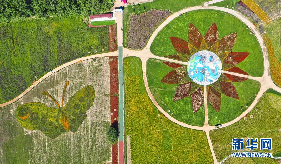 这是长春莲花山生态旅游度假区的花田（8月22日摄，无人机照片）。新华社记者许畅摄