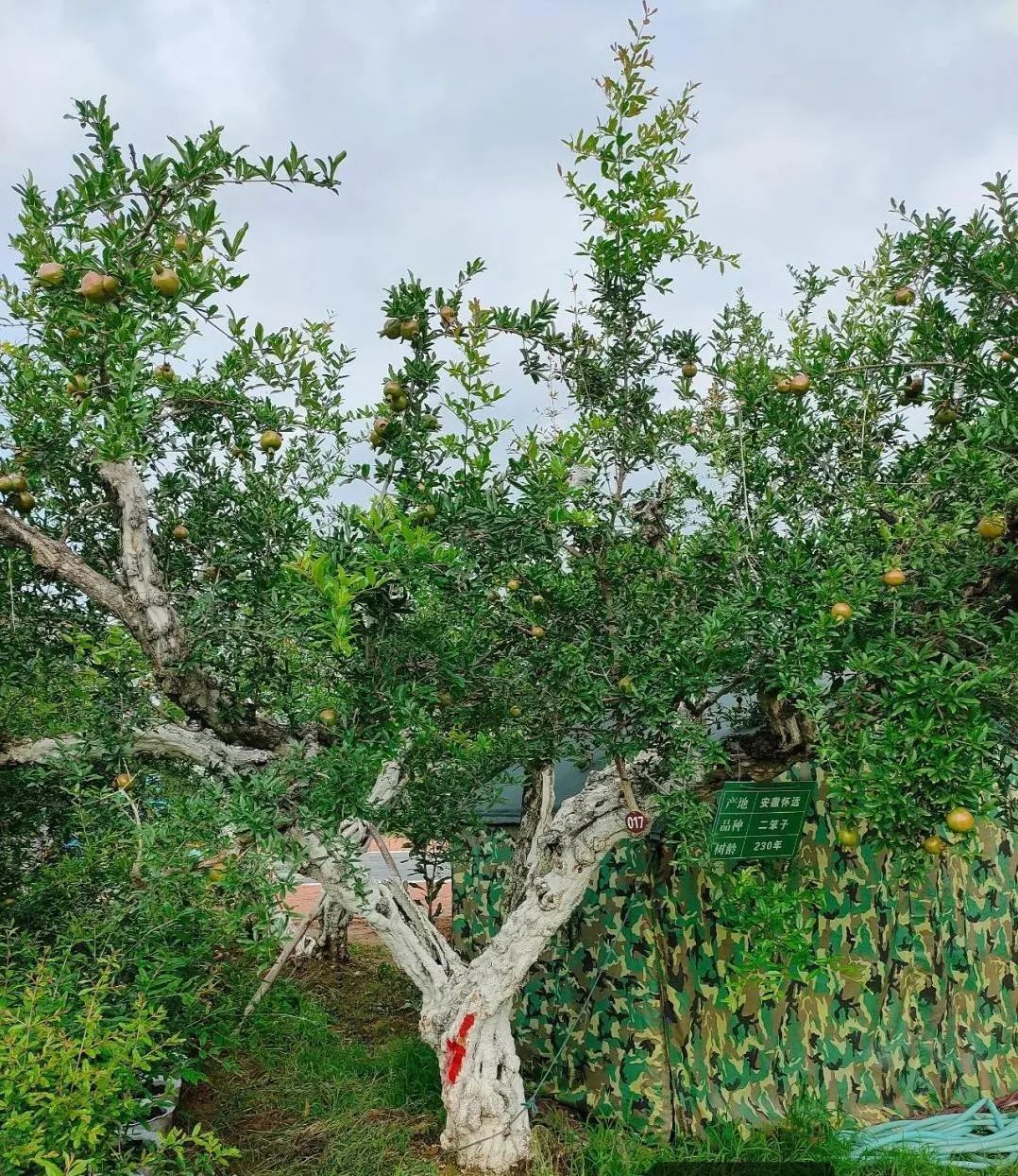 蚌埠怀远500余棵百岁石榴树将挂牌保护