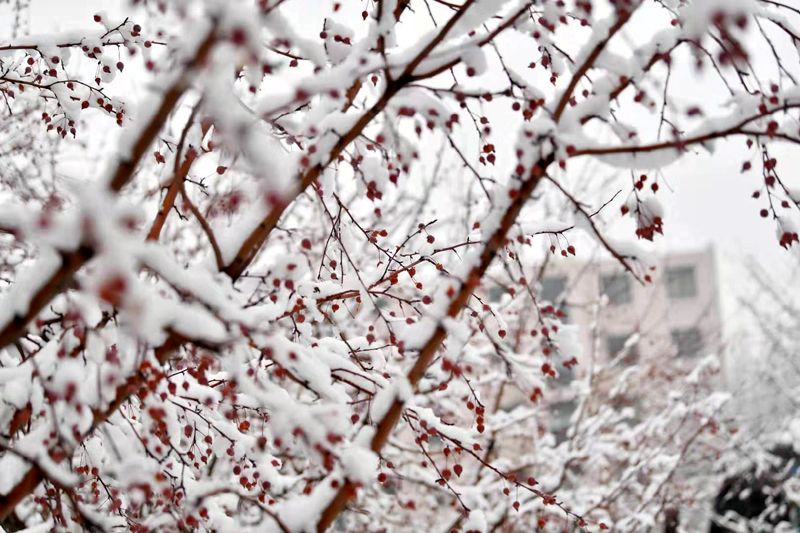 2020初雪 赏雪玩雪乐起来