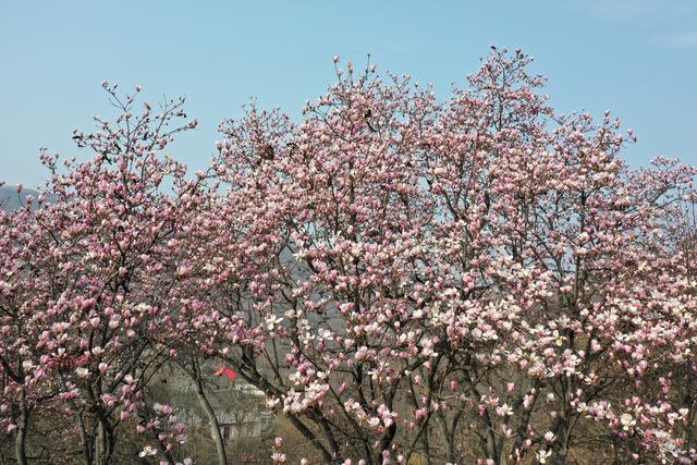 春风送暖花千树 山间辛夷竞芳菲