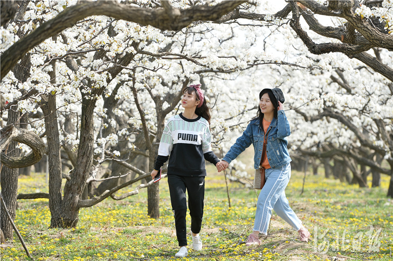 河北泊头:风拂梨花踏青来