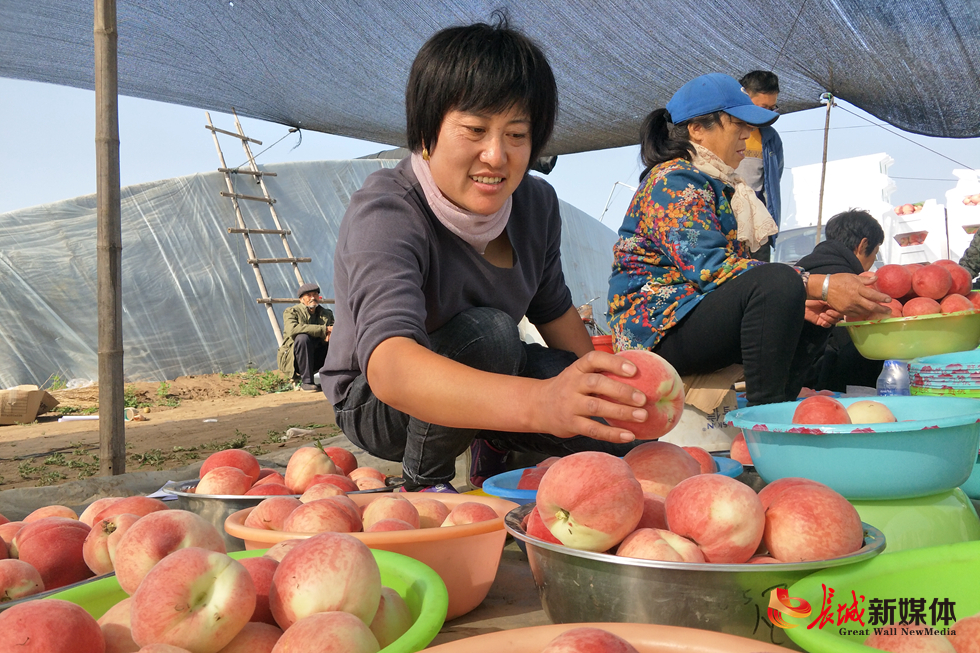 乐亭县庞各庄乡王庄子村村民闫惠青在整理刚刚采摘下来的鲜桃.