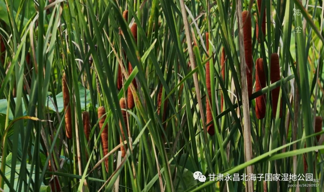 旅游长苞香蒲(拉丁学名:typha domingensis),是一种香蒲科,香蒲属类