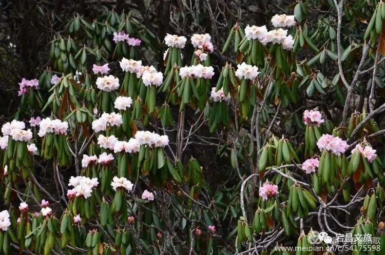 十里杜鹃开雪山 花中西施映红颜