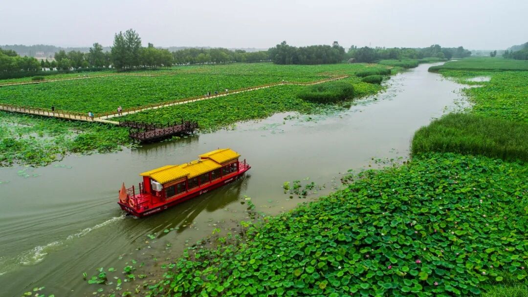 第七届台儿庄运河湿地公园荷花节正式启动 消暑好去处