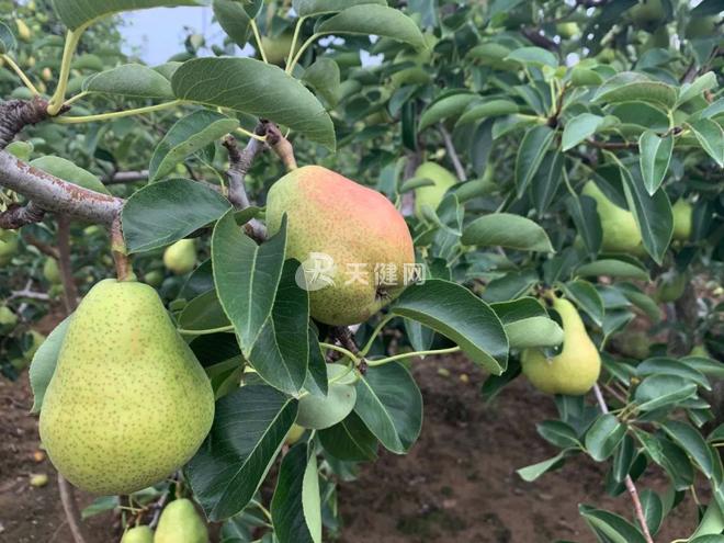 大连旅顺伏季洋梨丰收 疫情之下果农不愁卖