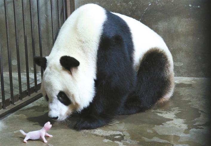 熊猫秦秦和它刚出生的宝宝.资料照片