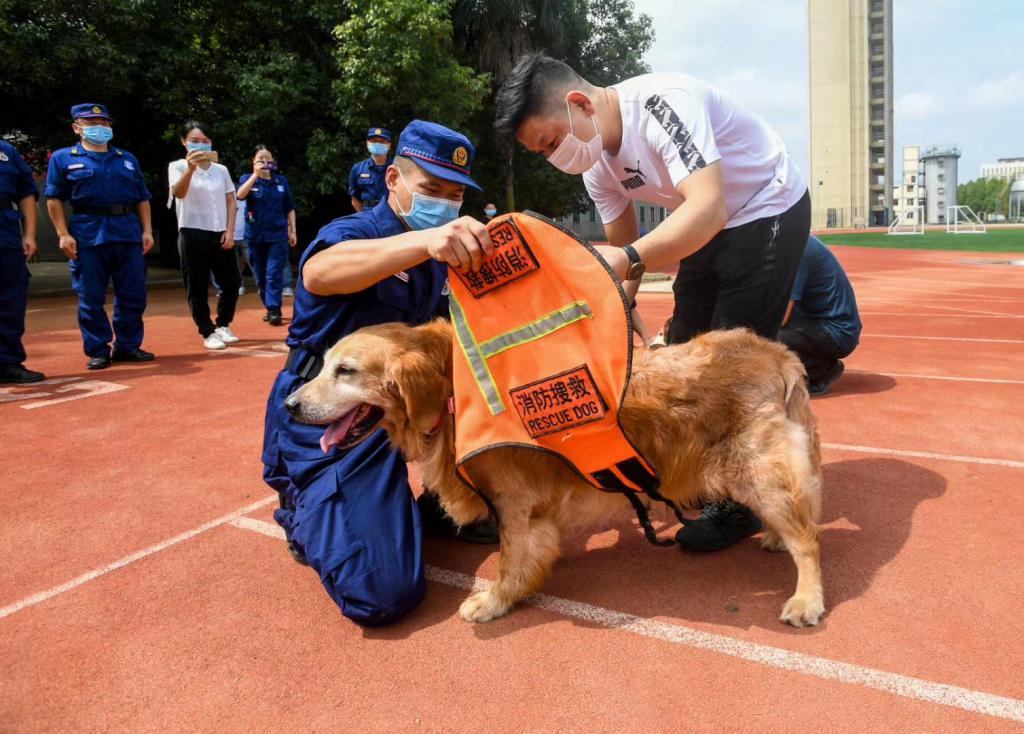 9岁退伍搜救犬"图图"被第一任训导员领养